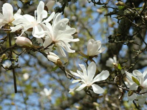 magnilia-biale-kwiaty